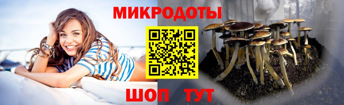Псилоцибиновые грибы Psilocybe Кулебаки